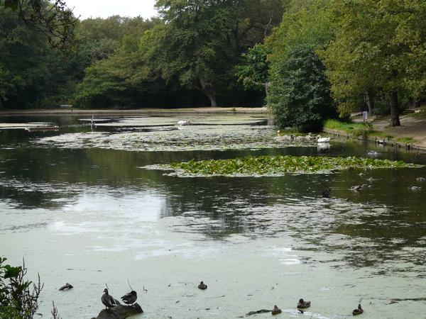 Queen's Mere, Wimbledon Common