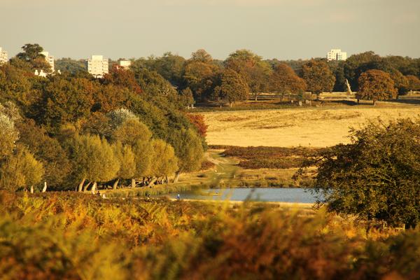 Richmond Park London