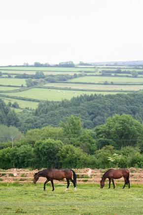 Horse farm in Dartmoor National Park in Devon