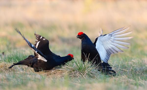 Black Grouse fighting