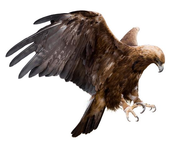 Golden Eagle on a white background
