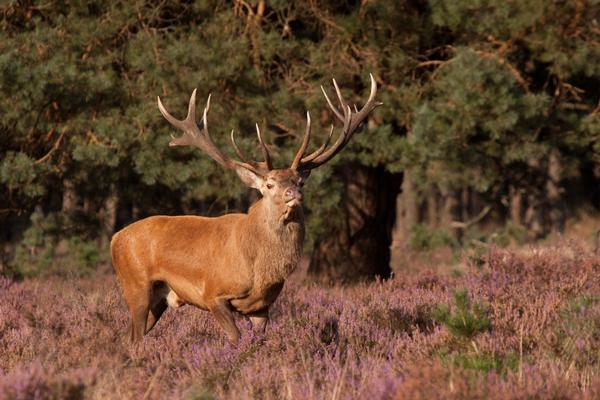 Red Deer with splendid antlers standing amongst heather