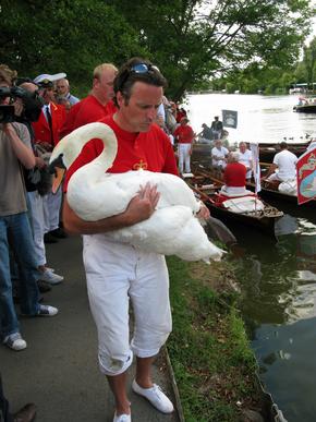 Swan Upping