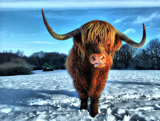Highland Cattle, Heaton Park