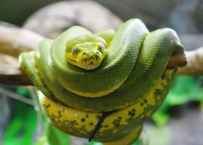 Snake at Manchester Museum