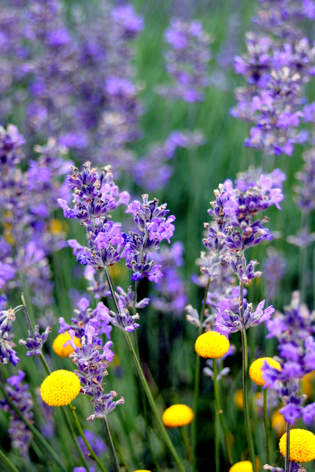 Yorkshire Lavender Farm