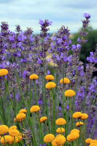 Yorkshire Lavender Farm