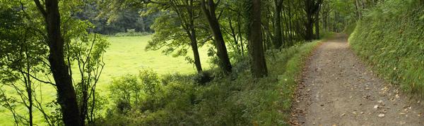 Path and field at Hartland Abbey