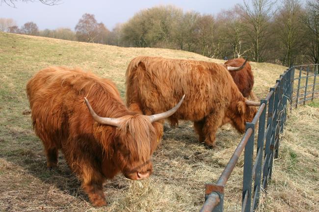 Highland Cattle in Heaton Park