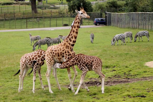 Longleat Safari Park