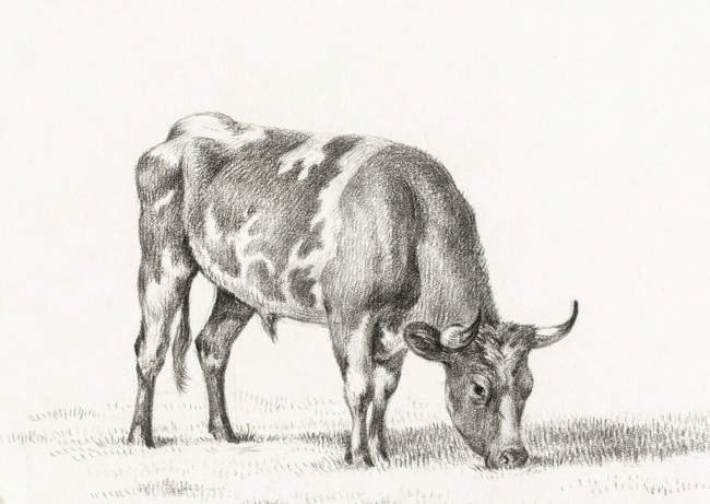 Grazing Bull