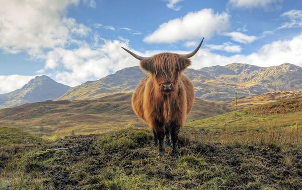 Highland Cow in the Trossachs with the Arrochar mountains in the distance.