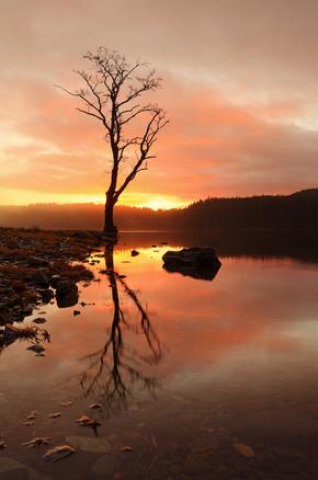 A lone tree reflecting on the water of Loch Ard as the sun emerges above the hills
