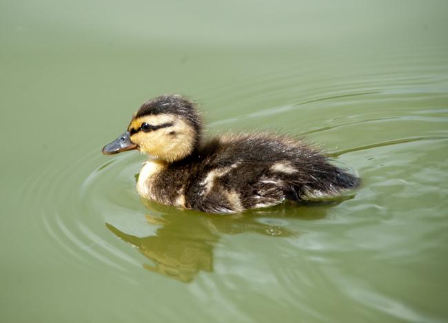 Cutest Duckling!