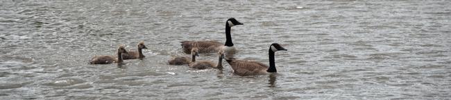 Geese and Goslings