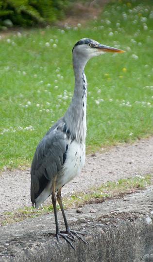 Heron on the Canal Bank