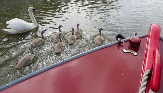 Swan and Cygnets Swimming Alongside Boat