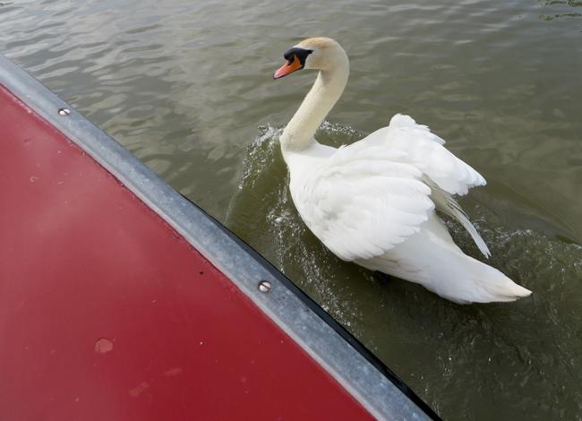 Swan Swimming Alongside Boat