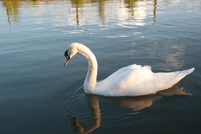 Swan at Sunset