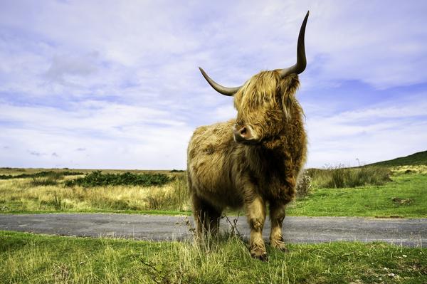 A long-haired, long-horned, highland cow photographed at the height of summer near Levisham