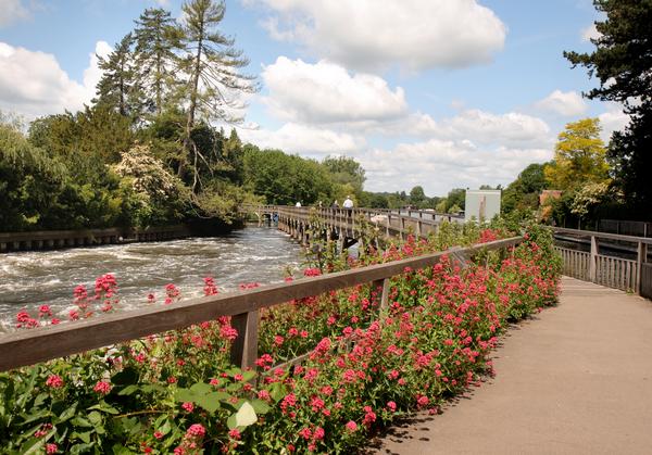 Flower strewn Wooden walkway over the River Thames at Henley with people walking over