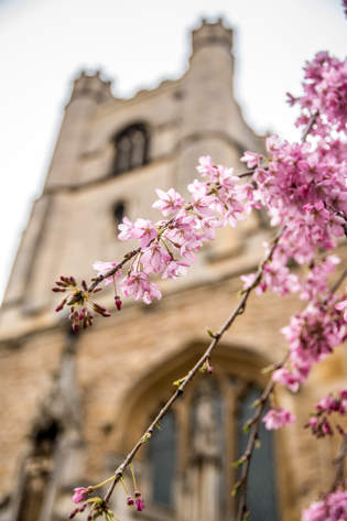 Great St Marys in Spring