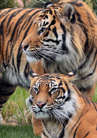 Tigers at ZSL London Zoo