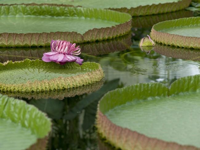Waterlilies at Kew Gardens