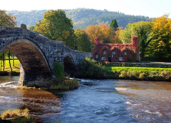 Llanwrst Tea Rooms covered in virginia creeper a red ivy Snowdonia North Wales