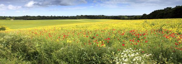 View over Slindon Down in the South Downs National Park, Sussex