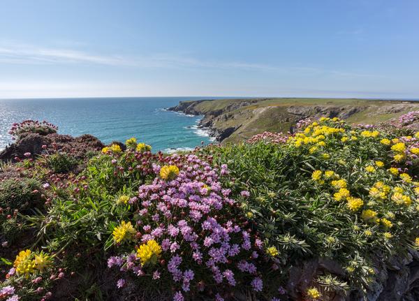 South West coast path near Bedruthan Steps Cornwall Uk