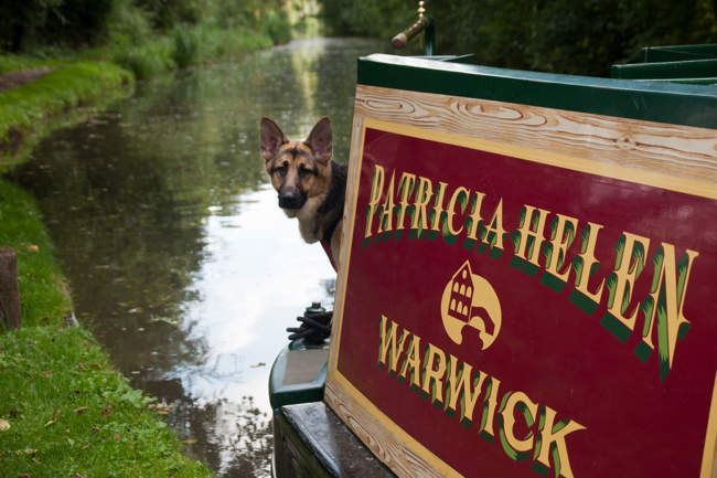 Gunner Dog Keeping A Look-Out