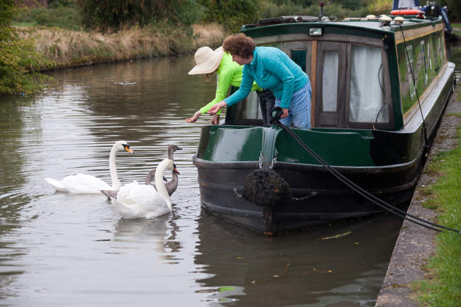 Feeding Swans on the Grand Union Canal