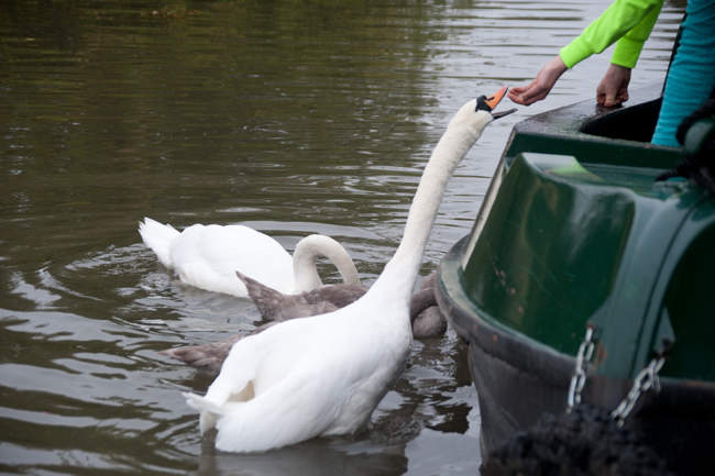 Feeding Swans
