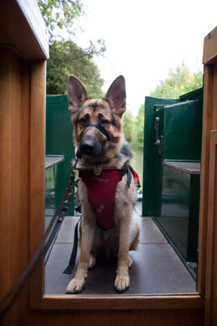 Gunner In His Doggy Life Jacket