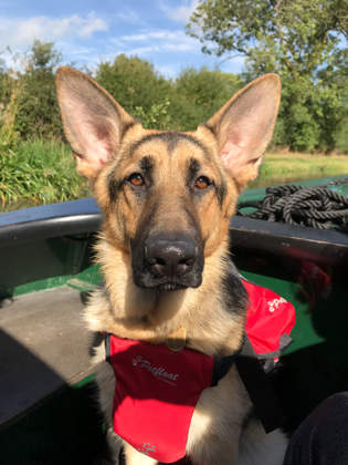 Gunner Dog In His Red Dog Life Jacket