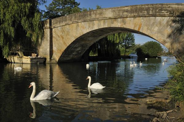 Swans on River Thames at Halfpenny Bridge, Lechlade
