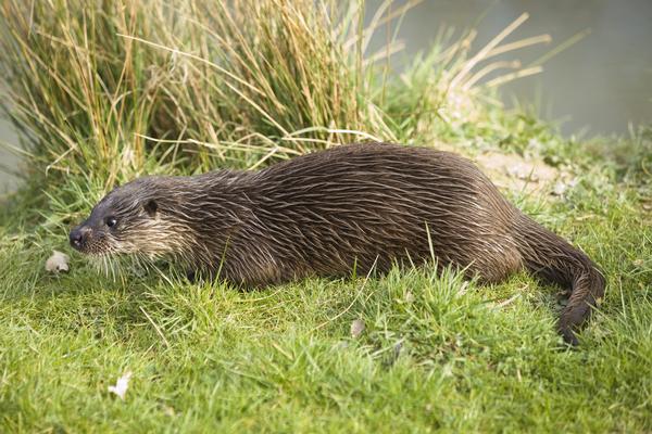 Native British otter on the grass on a river bank in the Broads National Park