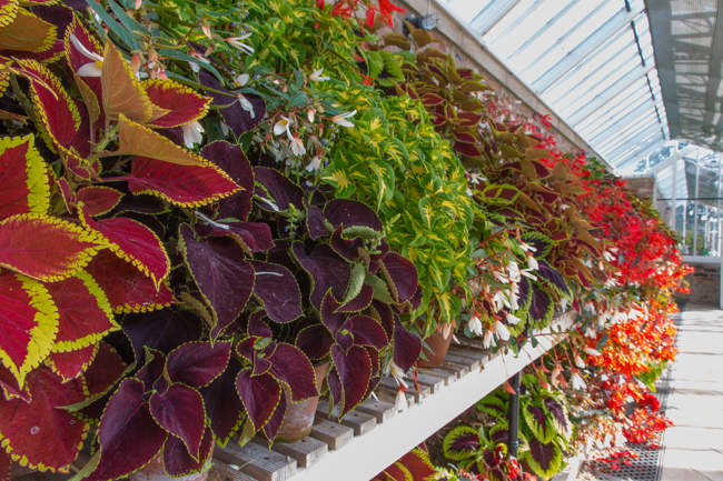 Helmsley Walled Garden - The Orchid House