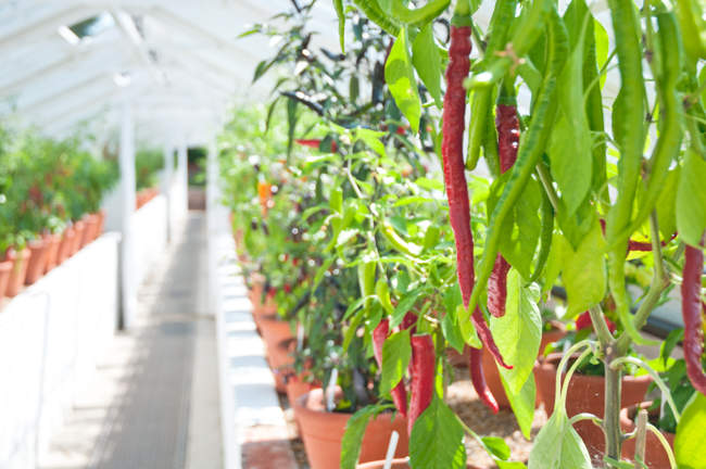 West Dean Gardens Victorian Glasshouses