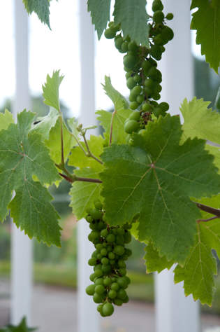 West Dean Gardens Victorian Glasshouses