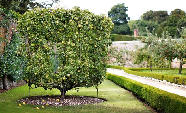 West Dean Gardens Pear Espalier