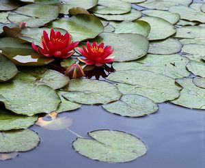 ©NTPL/Nick Meers ©NTPL/Nick Meers