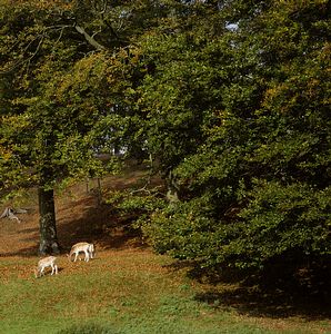 &copy;NTPL/Rupert Truman