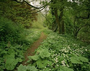 &copy;NTPL/Joe Cornish