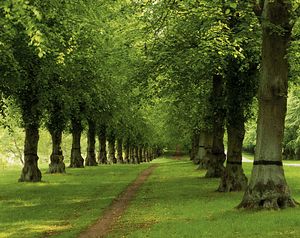 &copy;NTPL/Andrew Butler