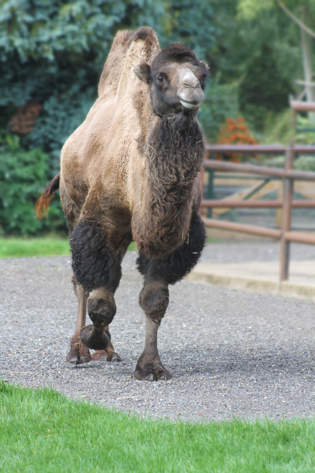 Camel © Banham Zoo Camel