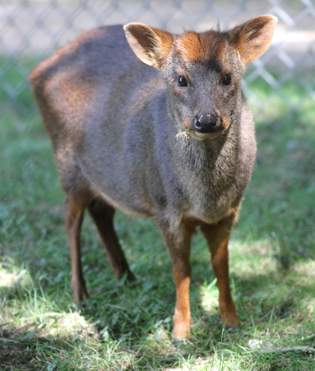 Chilean Pudu © Banham Zoo Chilean Pudu
