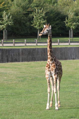 Giraffe © Banham Zoo Giraffe