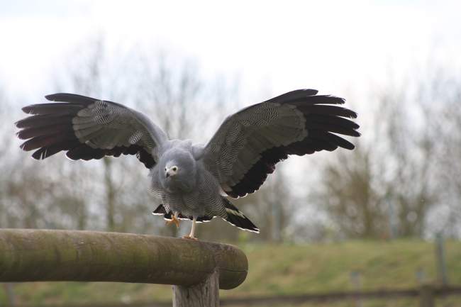 Harrier Hawk © Banham Zoo Harrier Hawk
